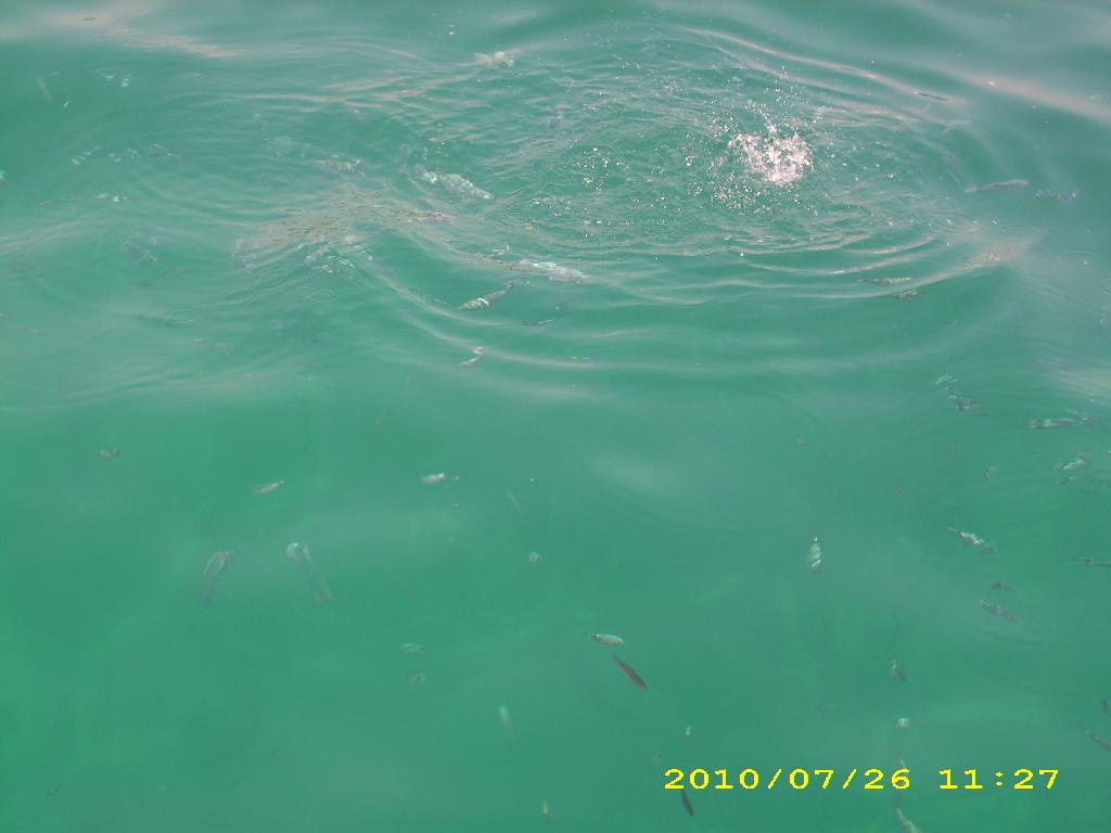 crapi - dsci1861.JPG